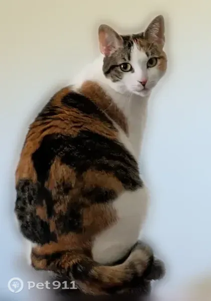 Lost female cat, North Park Street, 321, Mullins, Mullins — four-year-old calico named Chloe - photo