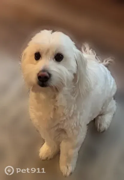 Lost male dog, Laurence Drive, 238, Grand Junction, Arlington — white fluffy Maltese - photo
