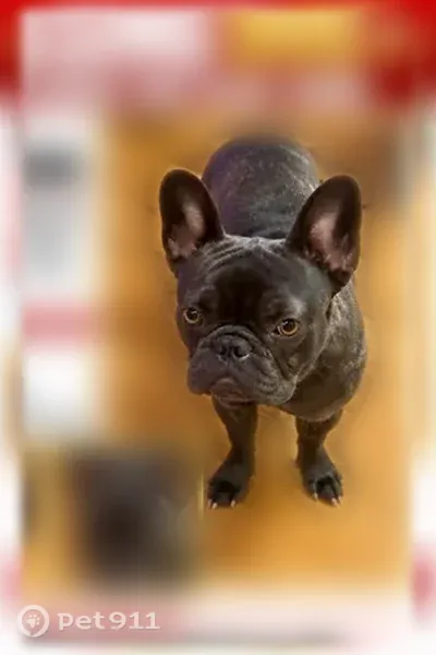 Lost dog, Slate Road, 1903, Ellenwood, Conley — female French bulldog mix - photo