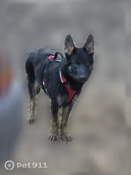 Lost dog, Cash Dollar Cove Road, Baxter — male German shepherd missing - photo
