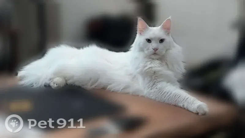 Lost cat, Park Lake Drive, 10211, Louisville — deaf Maine Coon with one blue and one green eye - photo