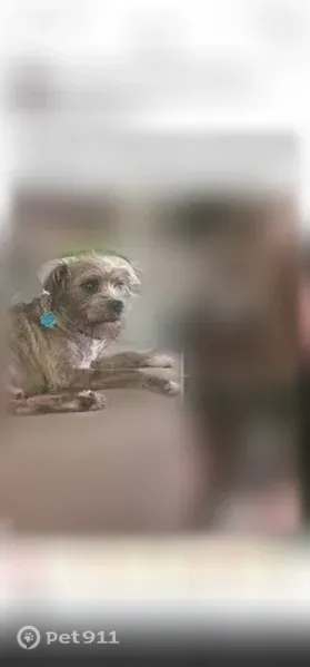 Lost dog, Pilgrim Rest Drive, 123, Brandon — male with a blue collar - photo