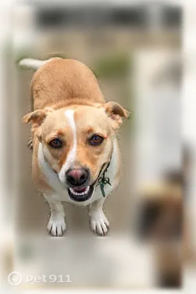 Lost dog, Beverly Drive, 1313, Modesto — female with a white face stripe - photo