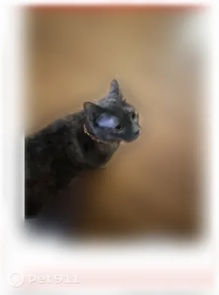 Lost female cat, Hogan Court, 240, Wilmington, Charlotte — tortoiseshell domestic shorthair - photo