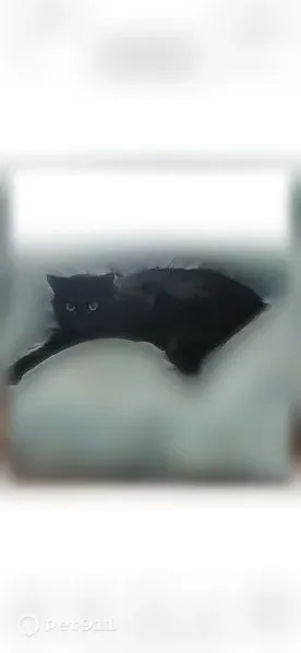 Lost female cat, Pilgrim Avenue, 29, Cranston — very skittish - photo