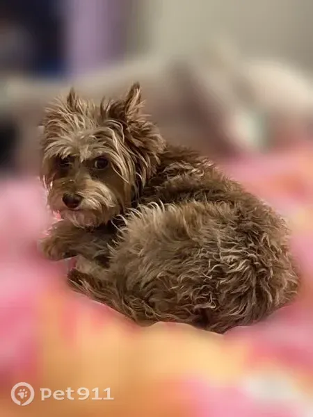 Lost female dog, South Central Avenue, 4016, Phoenix — reddish-brown and gray Cairn terrier mix - photo