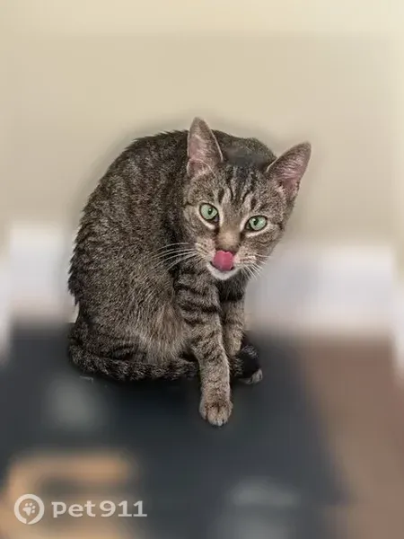 Lost cat, Potomac Hollow Road Southwest, Barton, Murrysville — female tabby with big green eyes - photo