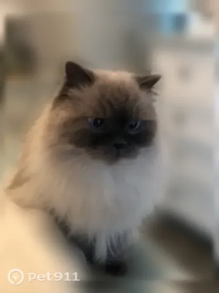 Lost cat, Johnston Street, 926, Philadelphia, Arlington — male blue point Himalayan - photo