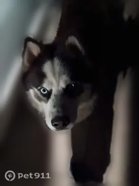 Lost dog, male husky, Santa Ana Boulevard South, 2025, Los Angeles — spots on snout - photo