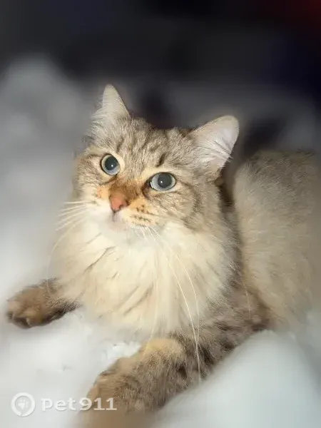 Lost cat, Chadbourn Drive, Orland Park — female with fluffy blond-and-brown fur - photo