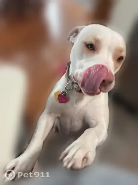 Lost Dog, Gerloff Road, Pennsylvania, Manhattan — female white pit bull mix - photo