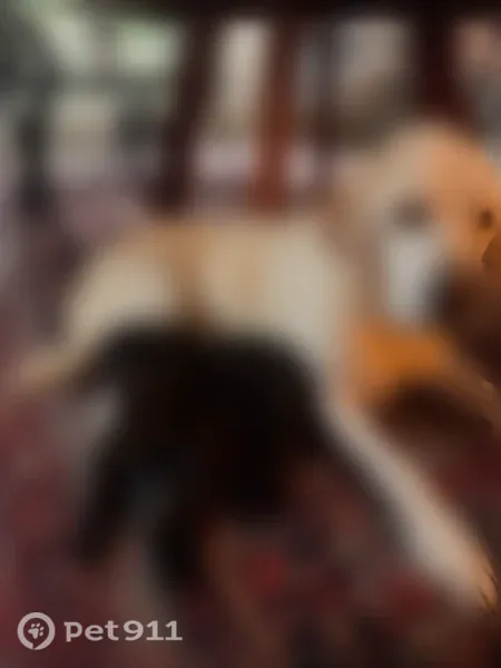 Lost dog, Highland Farm Road, 327, West Chester, Philadelphia — female yellow Lab, partially blind - photo