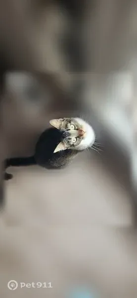 Lost cat, South Pheasant View Drive, 672, Layton, Salt Lake City - male brown tabby with white paws - photo