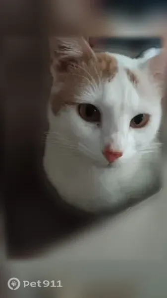 Lost cat, Lucille Street, 504, Irving — male with white fur and brown spots - photo