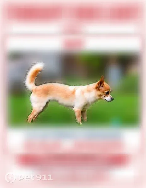 Lost dog, Rancho Cordova, California, Santa Clara — tan with white and a black spot on her right cheek - photo