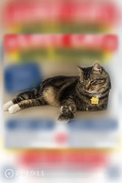 Lost male cat, Chaple Road, 306, West Palm Beach — grey and yellow with a yellow collar - photo