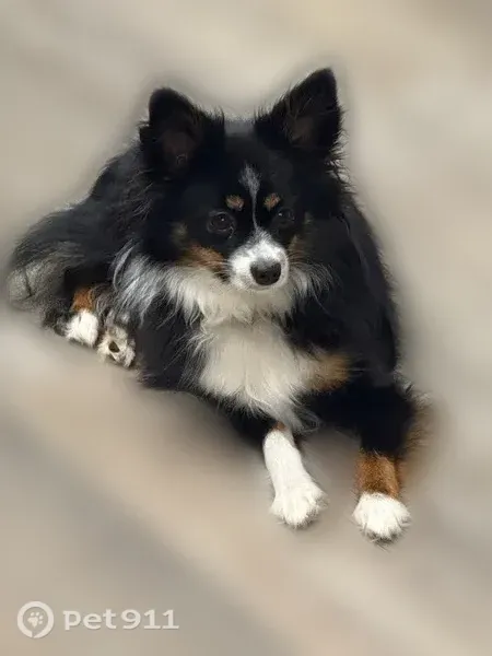 Lost dog, female, Pinebreeze Circle, 44569, Callahan, Callahan — weighs about 10–12 lbs - photo