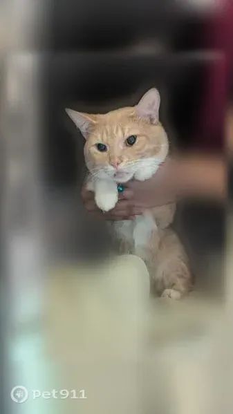 Lost cat, male, North 2nd Street, 3314, Milwaukee, Milwaukee — red collar with bell - photo