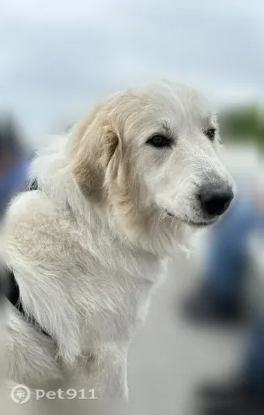 Lost male dog, East Shady Grove Road, 713, Irving, Arlington — Leo and Butters are missing - photo