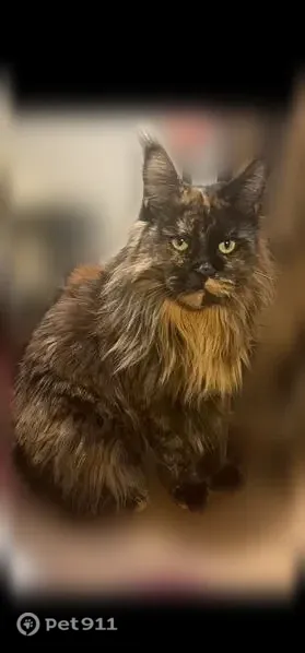 Lost cat, female, Messer Street, 22, Warwick, Windsor — docile and sweet - photo
