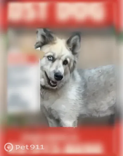 Lost dog, East Cesar E Chavez Avenue, 4620, Los Angeles — female husky mix with one blue and one brown eye - photo