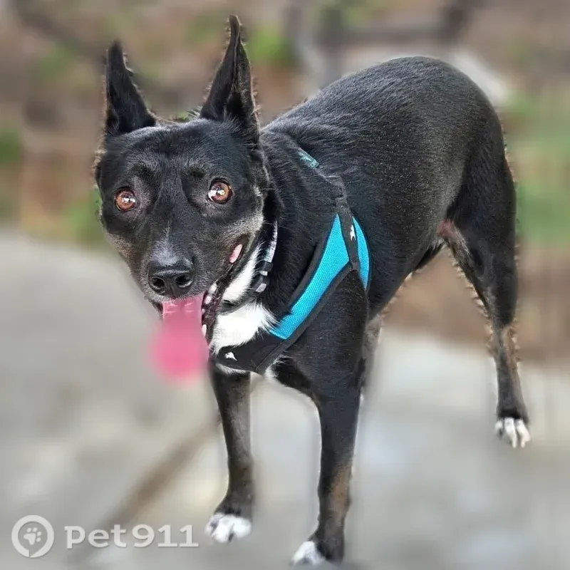 Lost female dog, Willow Road, 838, Springfield — black with white chest patch - photo