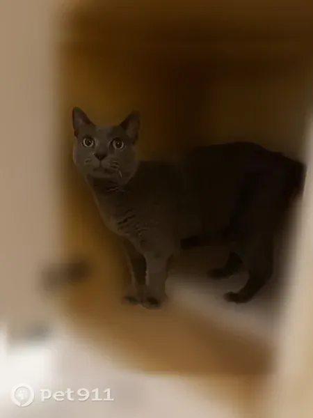 Lost cat, Drummers Lane, 291-313, Tredyffrin Township, Wayne — 12-year-old female with green eyes - photo