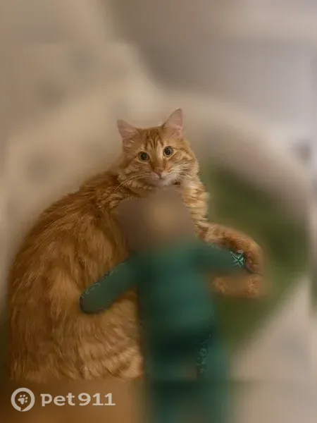 Lost Cat, Craters of the Moon Boulevard, 818, Pflugerville — male orange cat with green eyes - photo