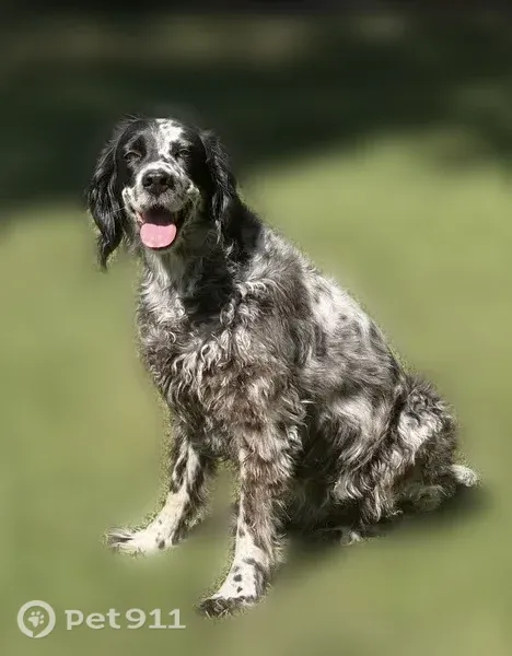 Lost female dog, Moremen Road, 2364, Jacksonville — black and white Llewellyn Setter - photo