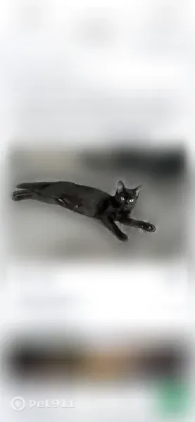 Lost male cat, Decatur Street Southeast, 100, Atlanta — black with a white streak on his neck - photo