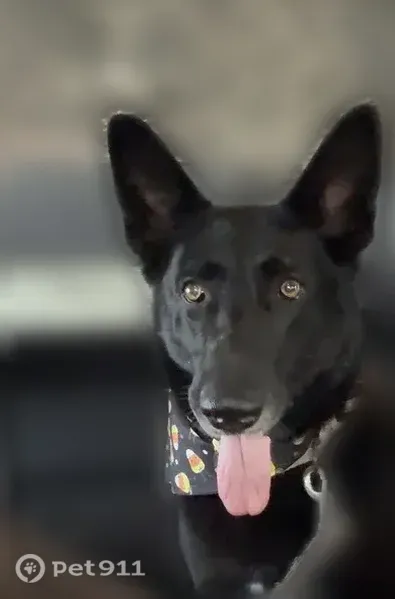 Lost dog, female, 173rd Street, 480, Hammond — wearing a black candy corn bandanna - photo