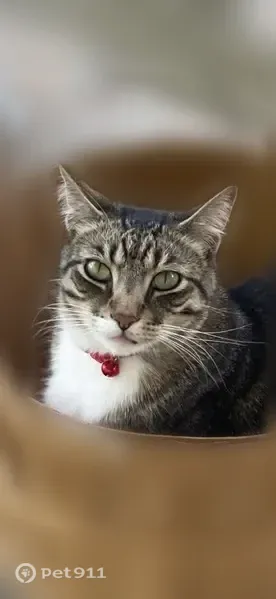 Lost cat, Austin — gray and brown tabby with black stripes - photo