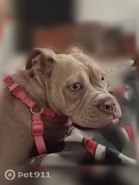Lost dog, North Street, Milford — 7.5-month-old Olde English Bulldog - photo