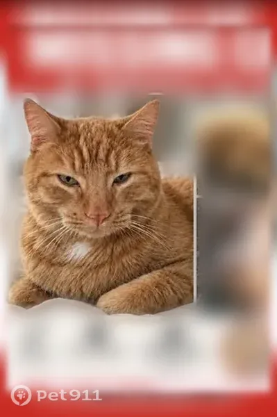 Lost cat, male, West Rosser Street, Prescott — orange shorthair tabby with a white neck patch - photo