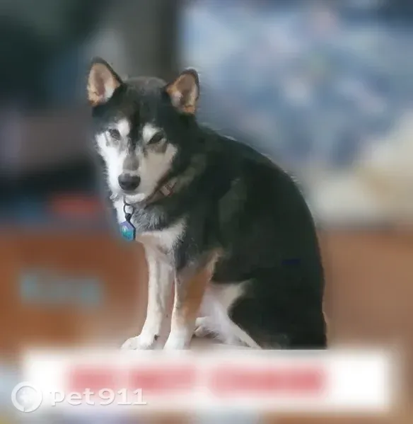 Lost dog, West 50th Street Terrace, Roeland Park — shy female Shiba with white markings - photo