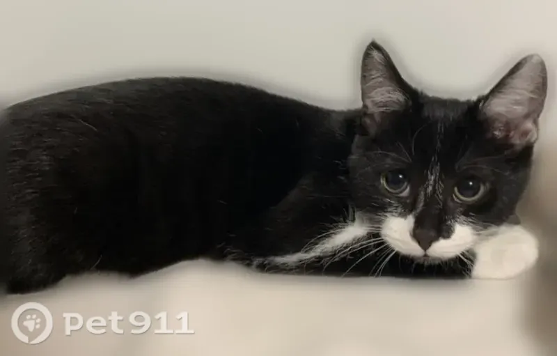 Lost female cat, Hillview Boulevard, 1034, Hillview — bright green eyes - photo