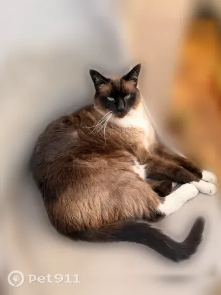 Lost cat, Samedra Street, 1668, Sunnyvale — male Snowshoe/Siamese with white paws - photo
