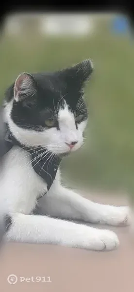 Lost cat, Forest Service Road 525, Sedona — left ear clipped, no collar - photo