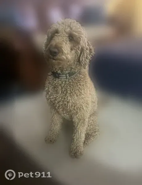 Lost female dog, Greensboro Road, 469, Eatonton — red Goldendoodle with a pink collar - photo