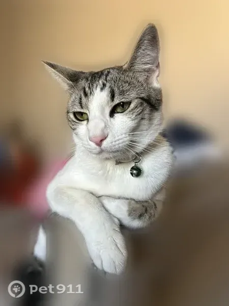 Lost cat, Carlton Lane, 2608, Antioch — white and grey female with green eyes - photo
