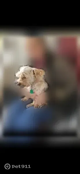 Lost female dog, Springer Road, 43734, Hempstead — tan Cairn Terrier mix - photo