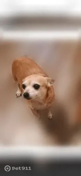 Lost dog, Corsicana — light beige senior female - photo