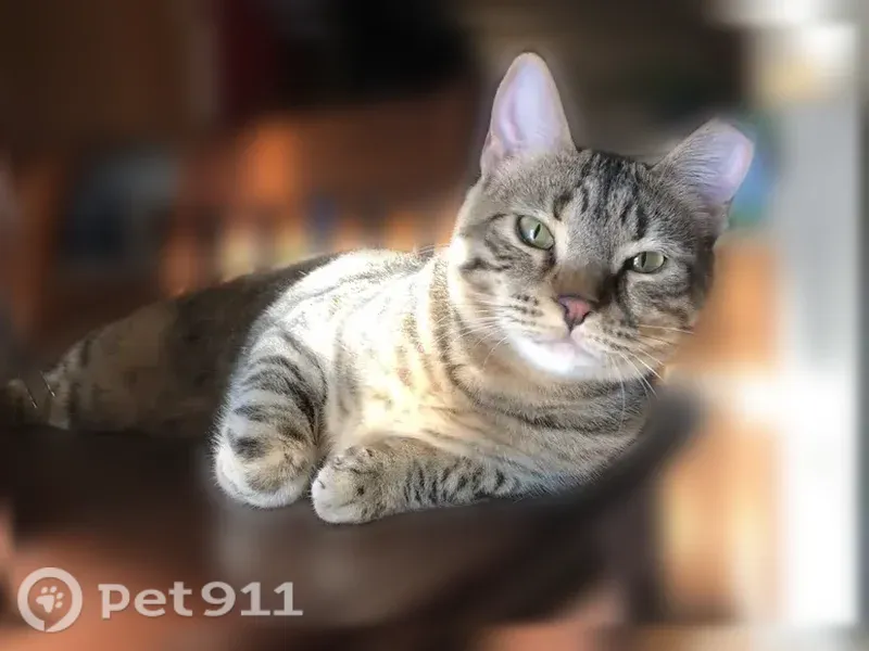 Lost cat, Pacaya Drive Northwest, 1008, Albuquerque — clipped left ear - photo