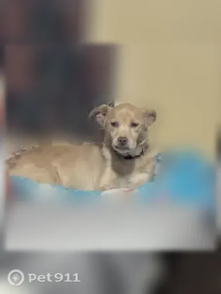 Lost dog, Nix Creek Road, Marion, Asheville — male with a heart-shaped nose - photo