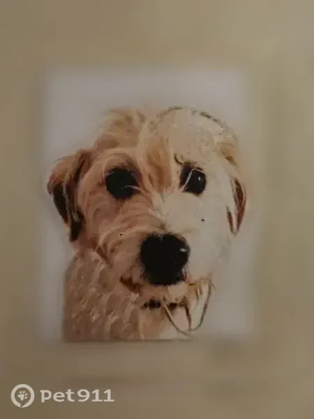Lost dog, Sunnyvale Forest Drive, Texas, Arlington — male, blue collar - photo