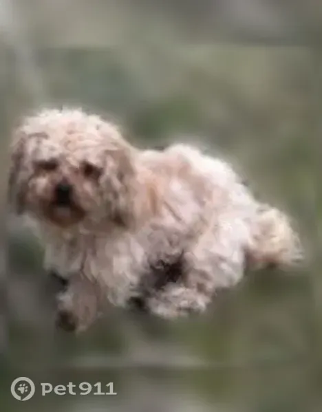 Lost male dog, Waynesboro, Georgia, Arlington — red collar, hard of hearing - photo