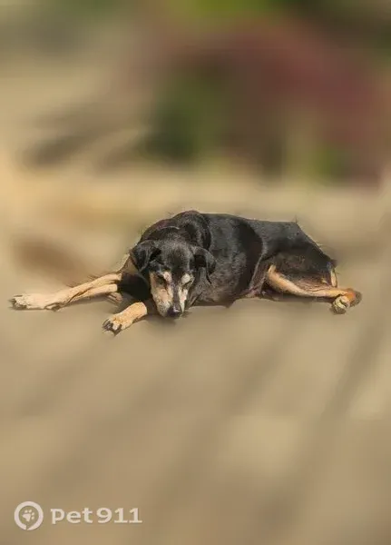 Lost dog, West Wild Wren Lane, 4327, Paoli — small, black-and-brown, 15-year-old male - photo