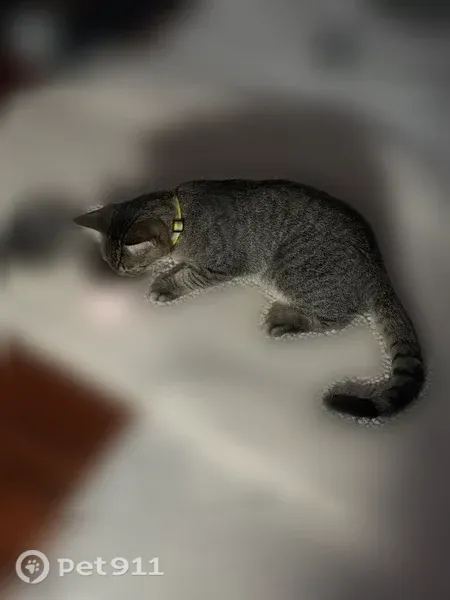 Lost cat, East Adobe Road, 9557, Mesa — friendly 7-month-old male - photo