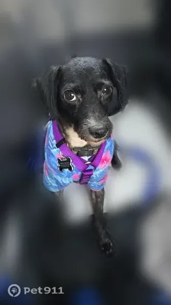 Lost dog, West 1st Street, 100, Los Angeles — male black-and-white terrier - photo