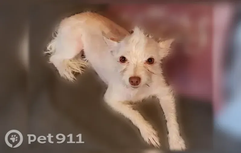 Lost female dog, County Rd 511 & Manns Trail, Dallas — cream scruffy coat - photo